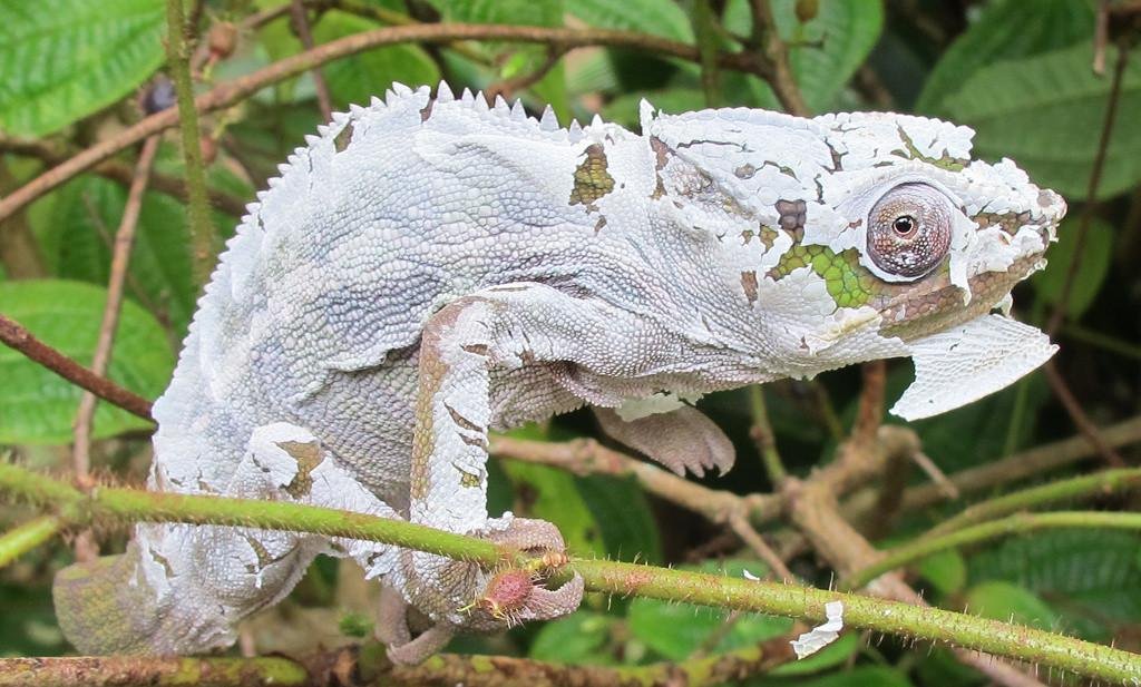 chameleónovité